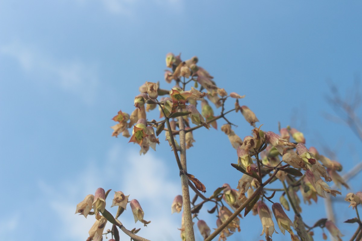 Kalanchoe pinnata (Lam.) Pers.